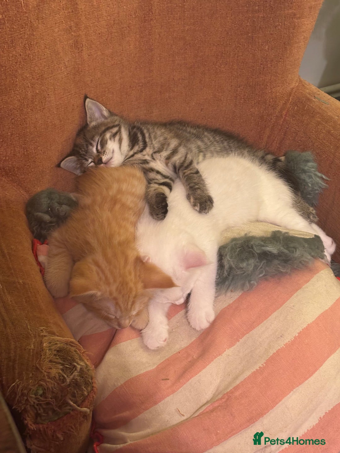 Norwegian Forest Cat cats for sale: Norwegian Forest Cat Kittens  - Advert 17