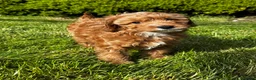 Cavapoo dogs for sale: 🐾 Adorable Puppies- for Their Forever Homes! 🐾 - Advert 2