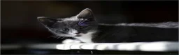 Mixed Breed cats for sale: Cute fluffy kittens black and white boys and girls - Advert 12