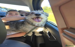 Mixed Breed dogs for adoption: 💙🐶 SCRUFFY 🐶💙 - Image 3
