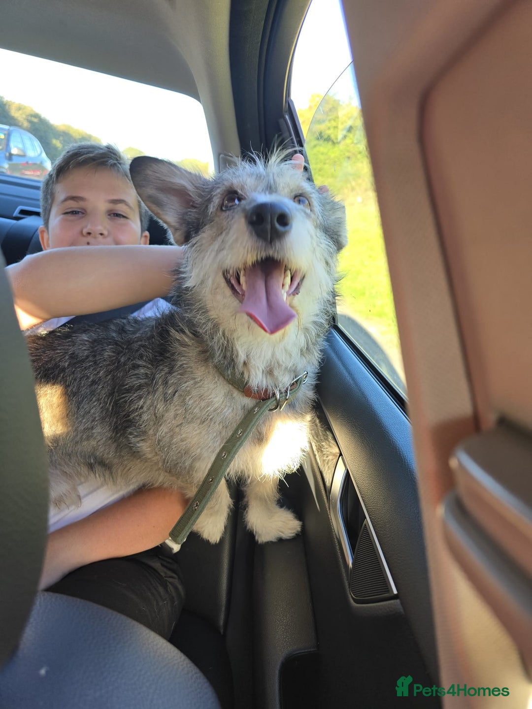 Mixed Breed dogs for adoption: 💙🐶 SCRUFFY 🐶💙 - Image 3