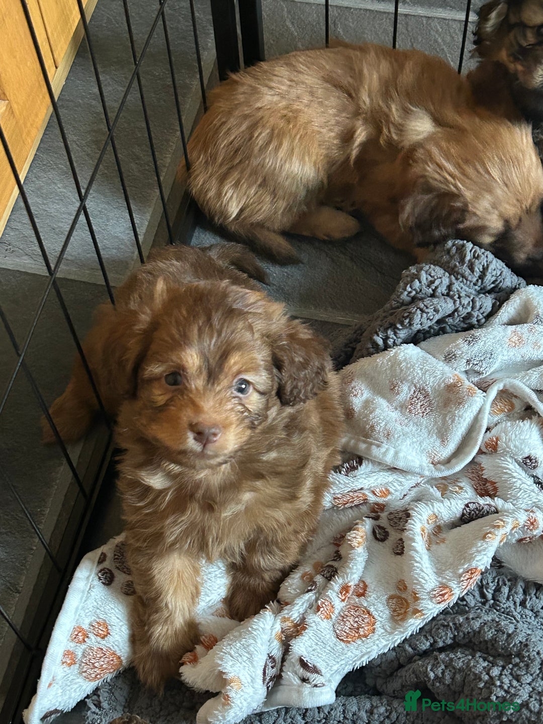 Mixed Breed dogs for sale: Beautiful cavapoopoms looking for forever homes  - Image 3