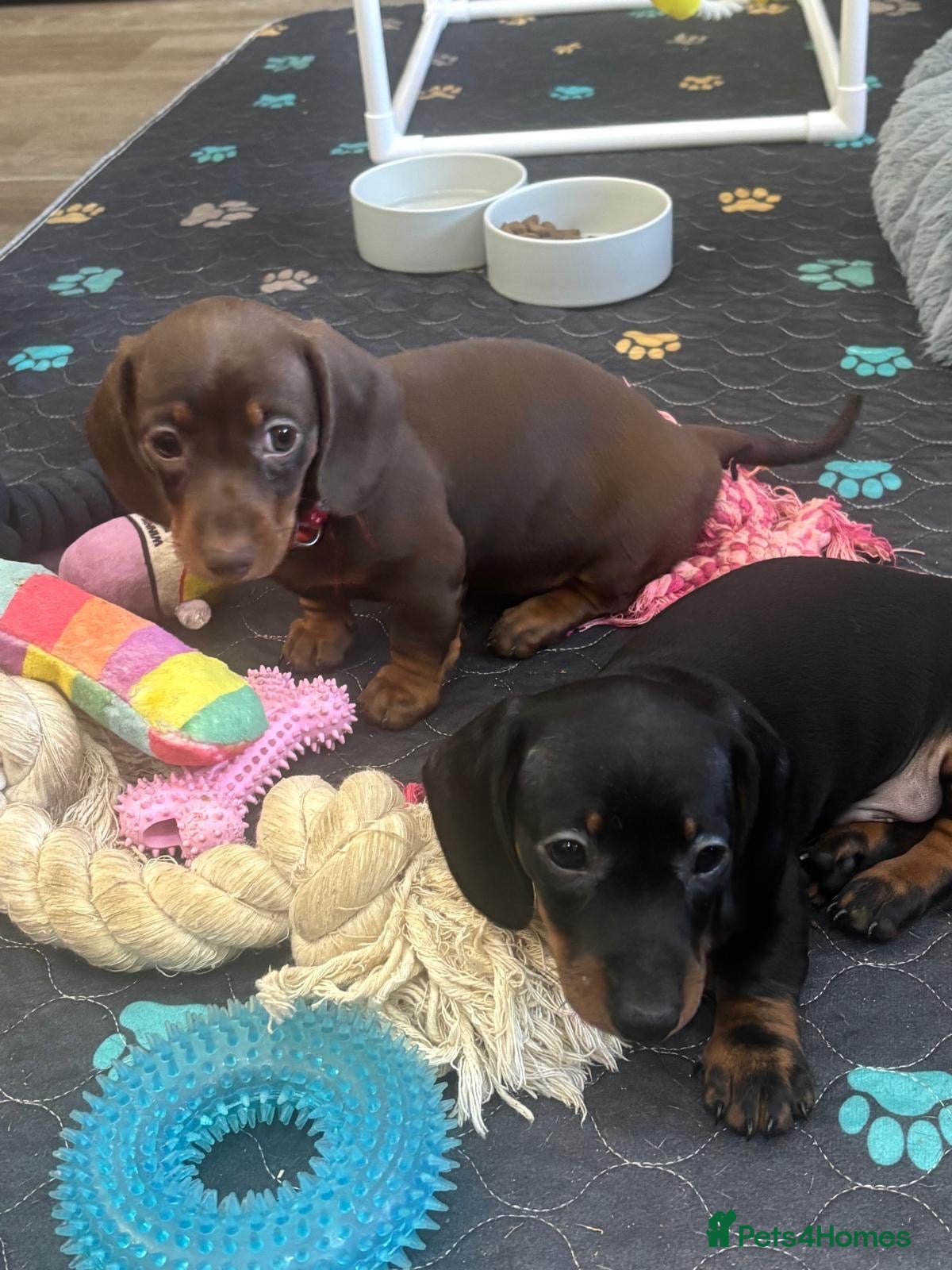Dachshund dogs Mini dachshund pups 🎃👻💀 - Advert 18