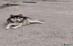 Pomsky dogs for sale: Lilac sired F2 masked Pomsky blue eyes  - Image 9