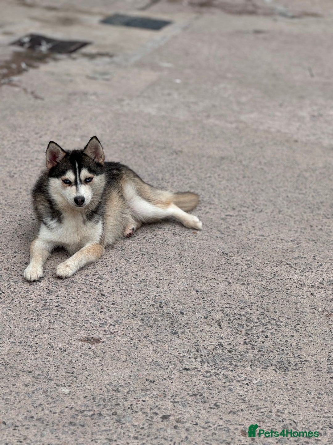 Pomsky dogs for sale: Lilac sired F2 masked Pomsky blue eyes  - Image 9