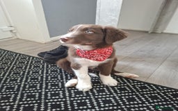 Border Collie dogs for sale: Border collie - Image 1