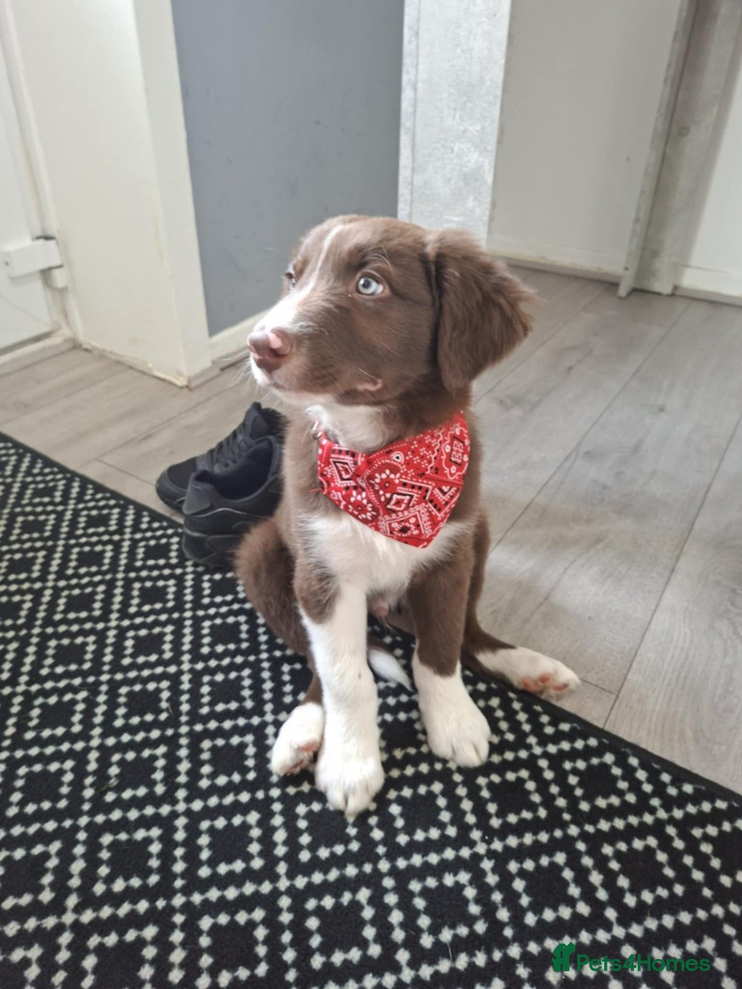 Border Collie dogs for sale: Border collie - Image 1