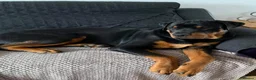Rottweiler dogs for sale: ROTTWEILER in Skelmersdale - Advert 13