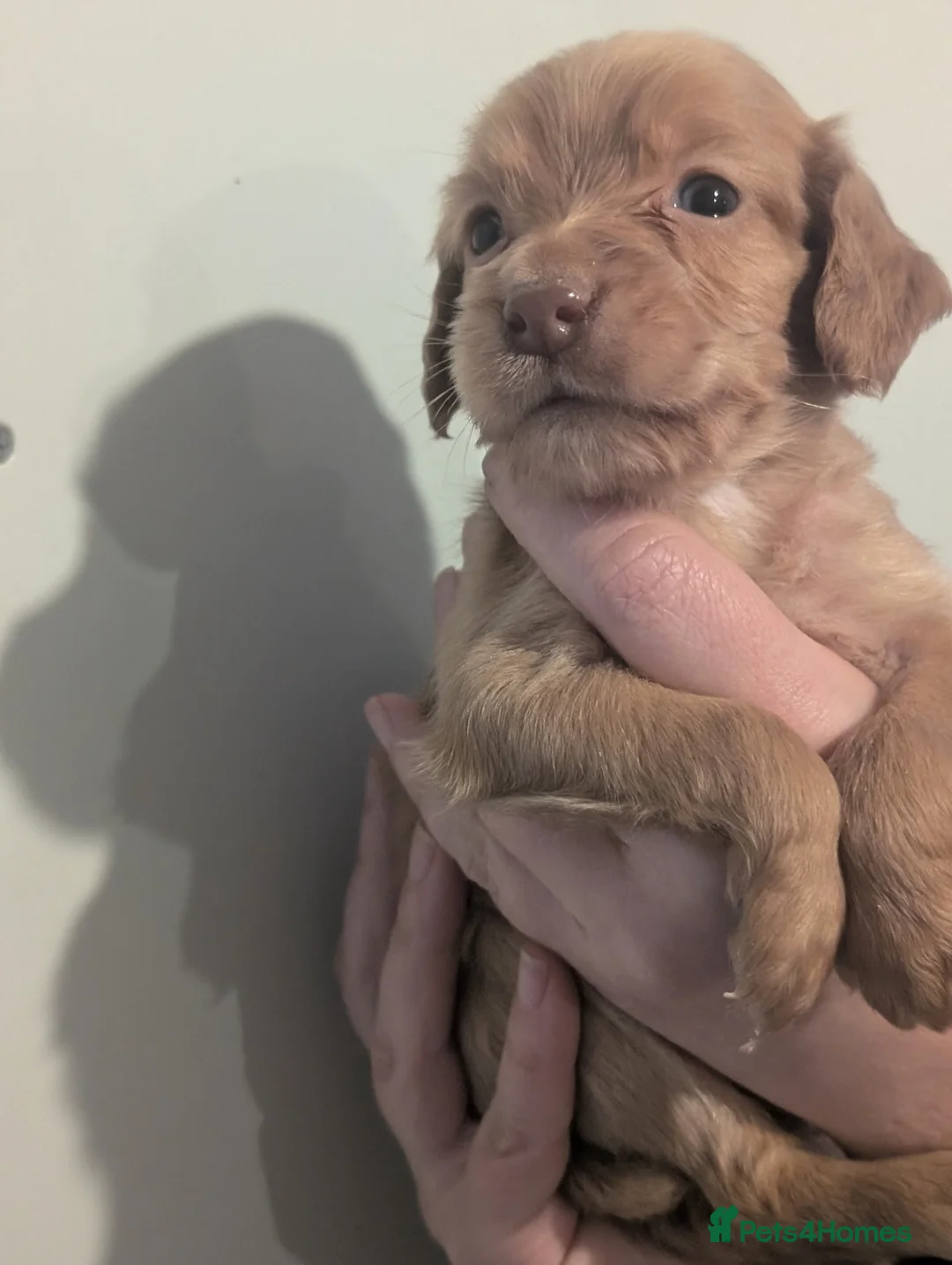 Cocker Spaniel dogs for sale: Pups from Health Tested Champion Trialling lines. - Advert 21