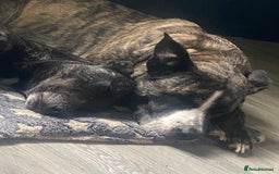 Mixed Breed dogs for sale: Lovely lady looking for good home - Image 3