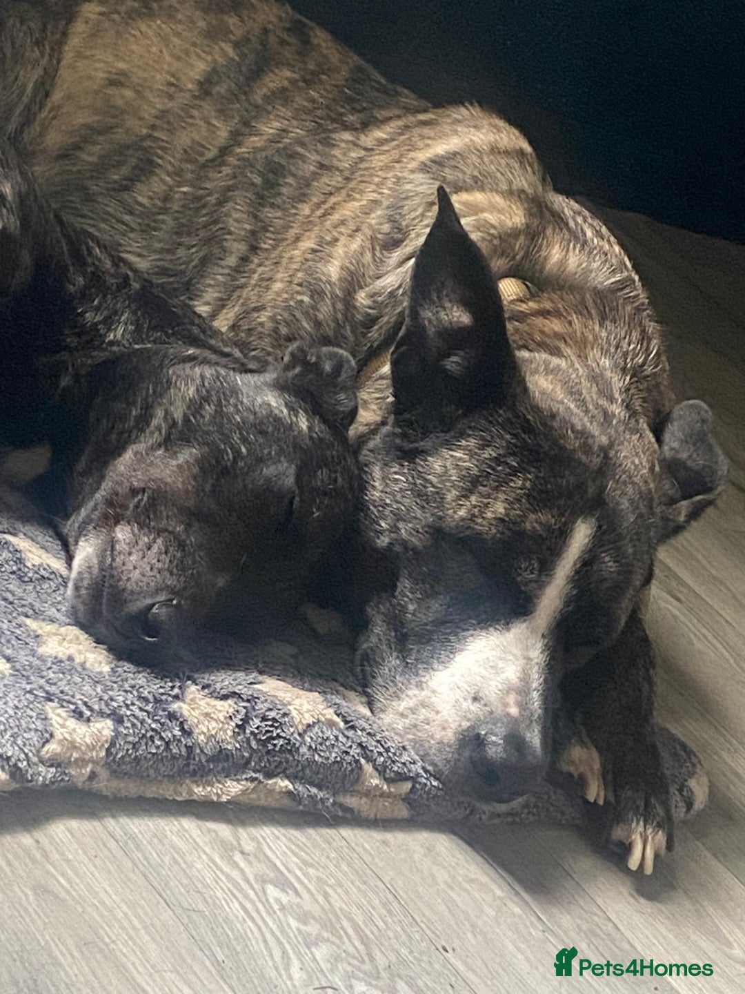 Mixed Breed dogs for sale: Lovely lady looking for good home - Image 3