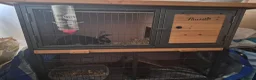 Mixed Breed rabbits for sale: 2 female rabbits for sale in Newcastle - Advert 2