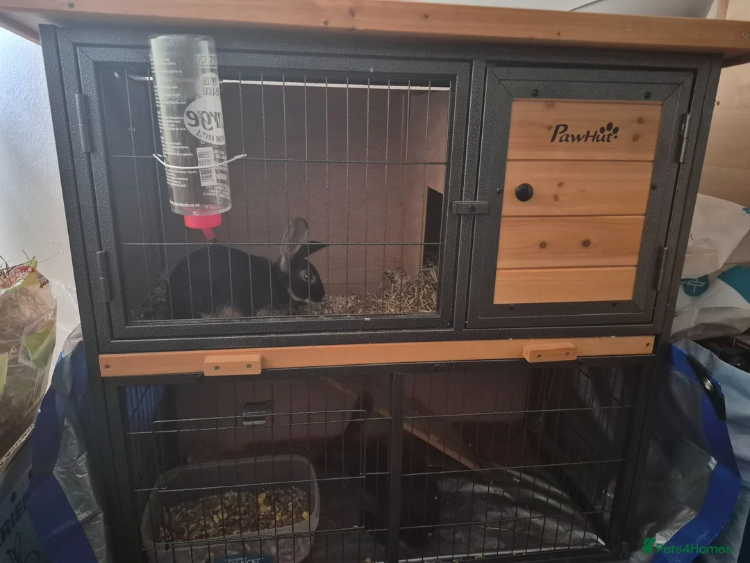 Mixed Breed rabbits for sale: 2 female rabbits for sale in Newcastle - Advert 2