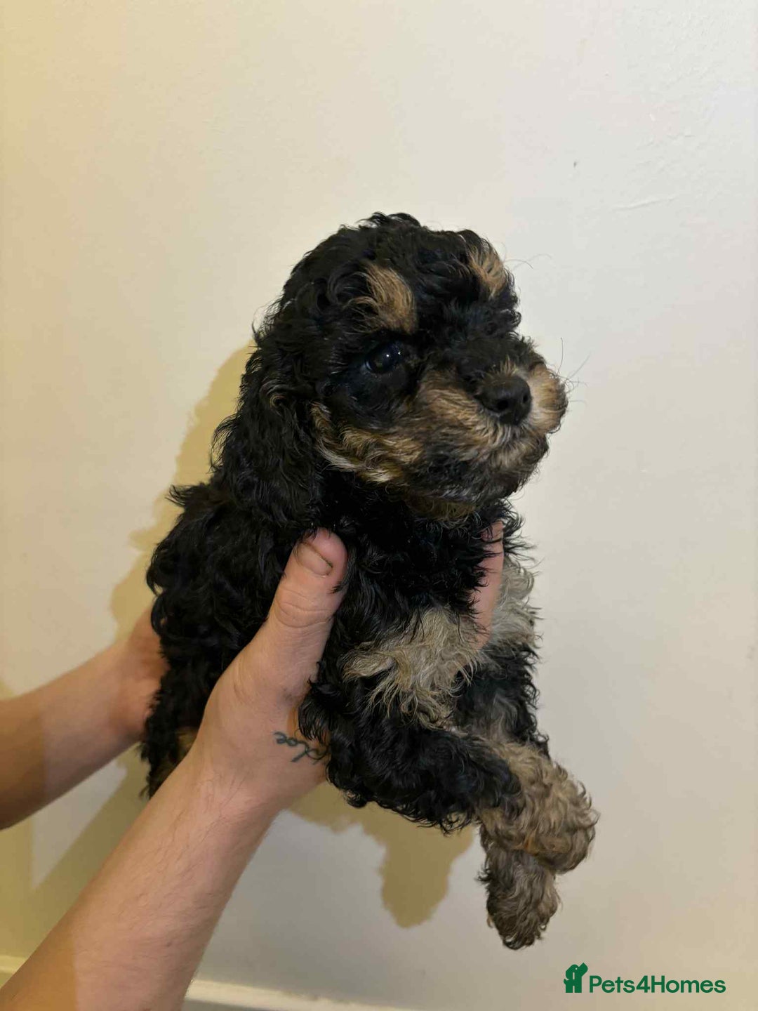 Miniature Poodle dogs for sale: Miniature Poodles - Advert 2