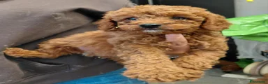 Cavapoo 3