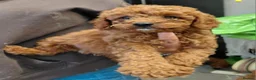 Cavapoo dogs for sale: F2 cavapoo puppies  - Advert 4