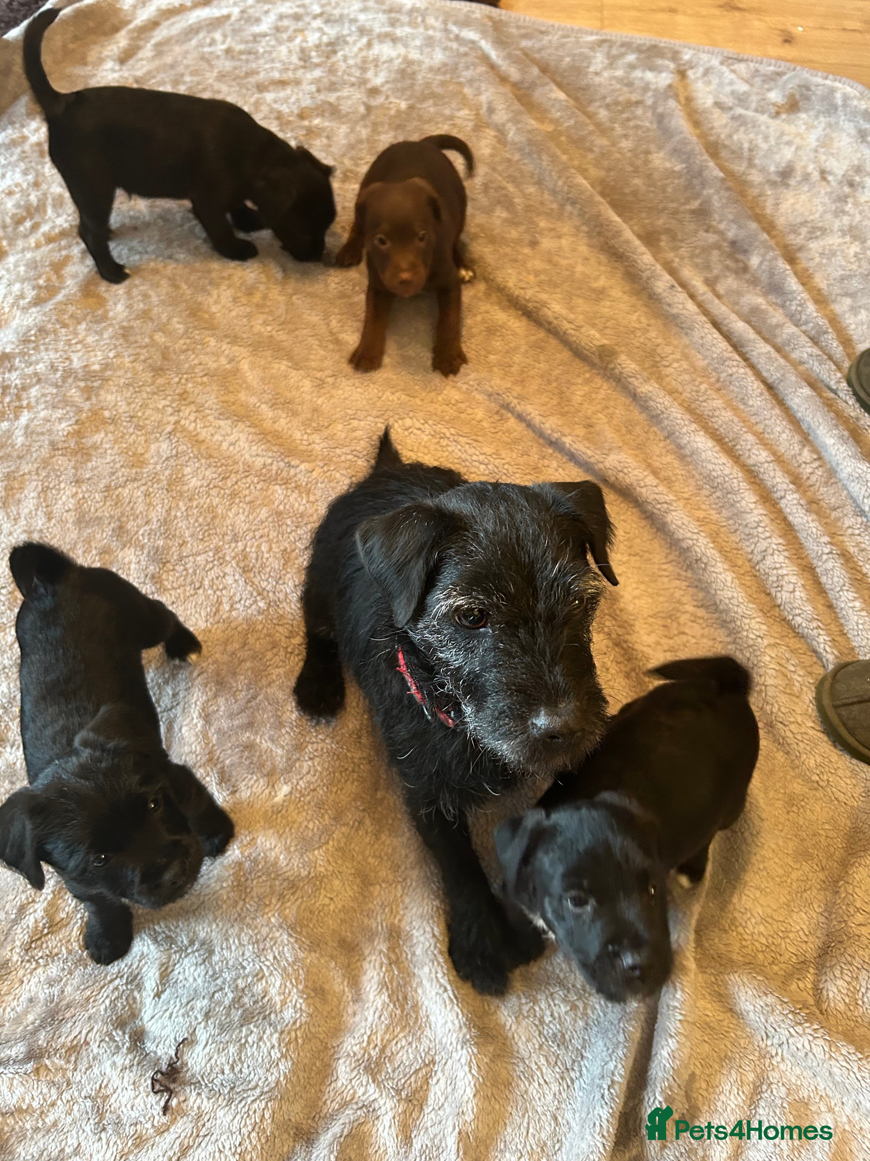 Patterdale Terrier dogs Patterdale Terrier Pups - Advert 1