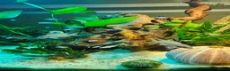 Cichlids fish for sale: Fairy cichlids breeding pair  in Romford - Advert 10