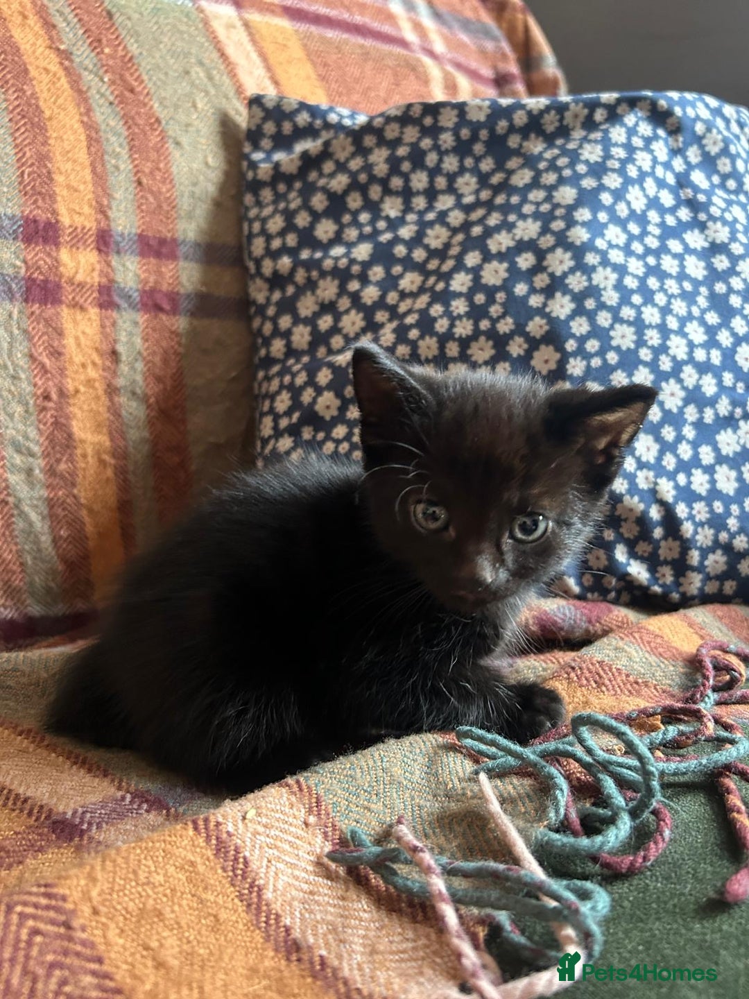 Mixed Breed cats for sale: beautiful kittens for sale  - Image 4