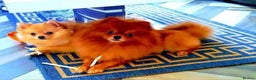 Pomeranian dogs for sale: 4 Beautiful Pomeranians  - Advert 7