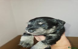 Miniature Schnauzer dogs for sale: Miniature schnauzer's due, KC, Mac, low COI - Image 35