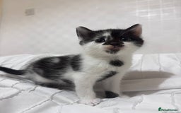 Mixed Breed cats for sale: 3 beautiful kittens looking for new home - Image 12