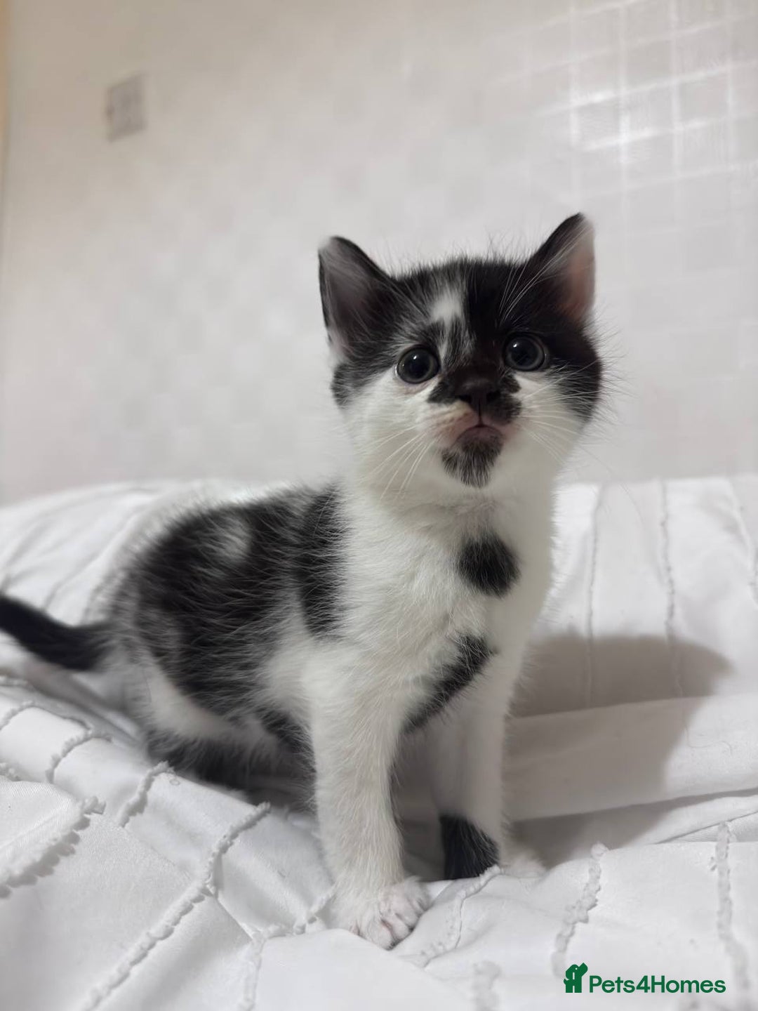 Mixed Breed cats for sale: 3 beautiful kittens looking for new home - Image 12
