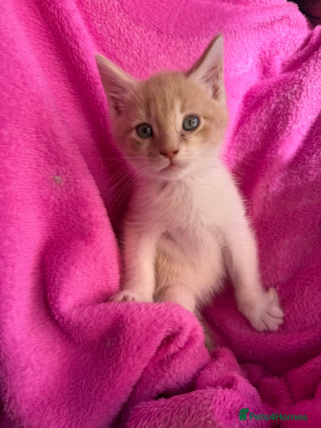 Maine Coon cats for sale: Beautiful Maine Coon Cross Kittens  - Image 18