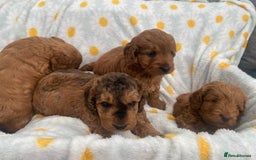 Cockapoo dogs for sale: Beautiful F1b Toy Cockapoo puppies  - Image 11