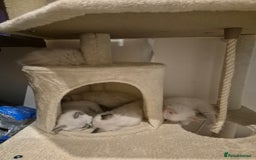 Ragdoll cats for sale: 5 Lovely, Pure Ragdoll Kittens - Image 21