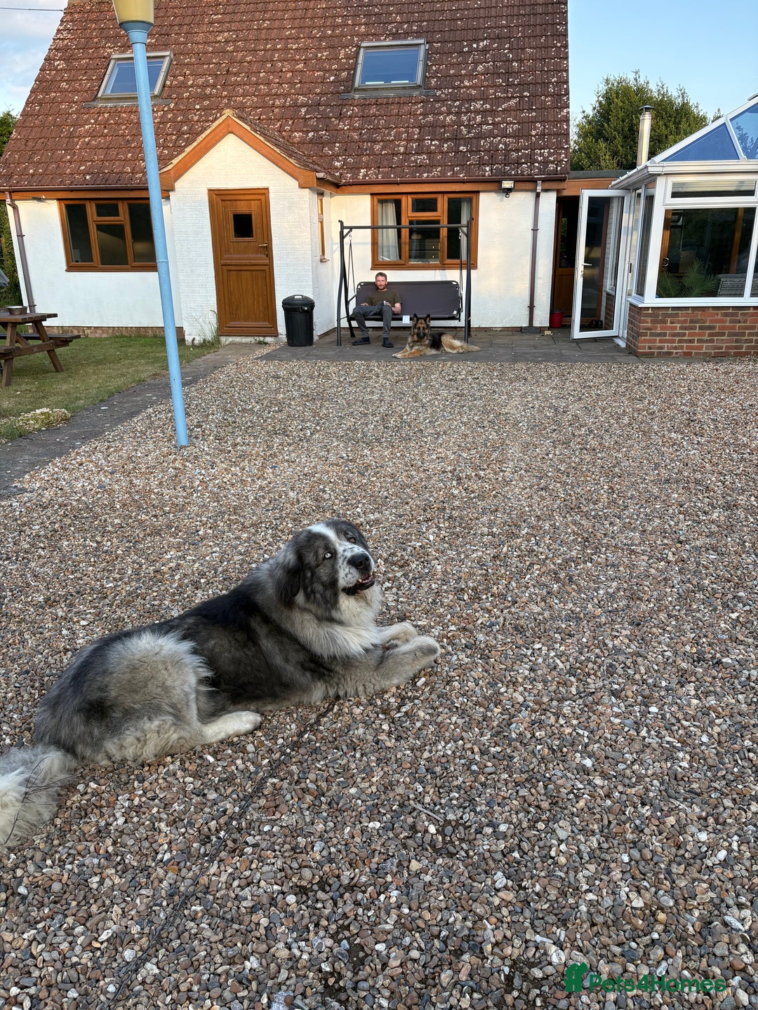 Caucasian Shepherd Dog dogs for stud: Gorgeous Caucasian Shepherd for Stud - Image 7