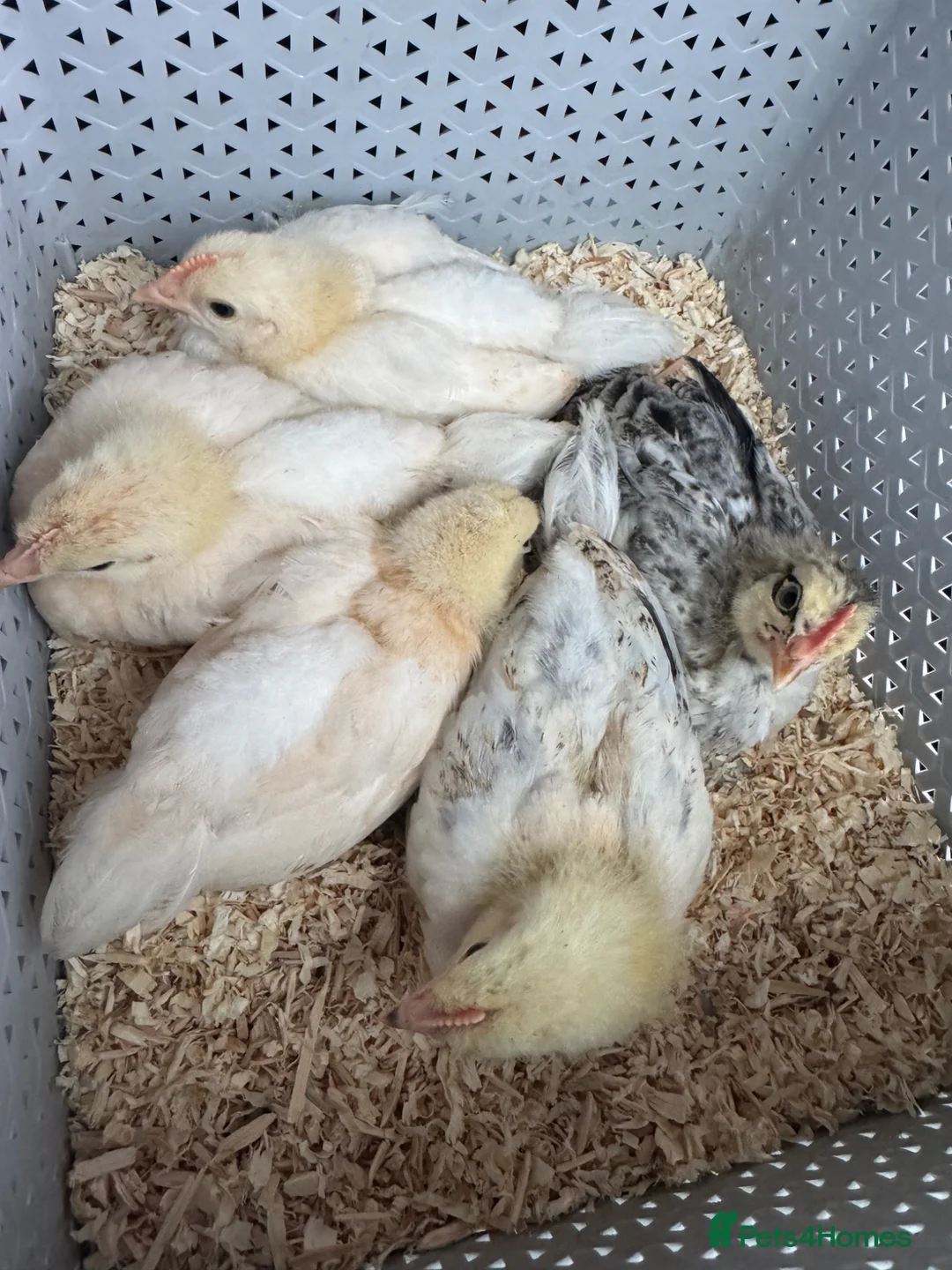 Chickens poultry for sale: Cream crested legbar + Brahma chicks READY NOW !! - Advert 1