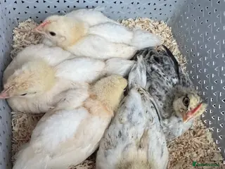 Chickens poultry Cream crested legbar + Brahma chicks READY NOW !! - Advert 1