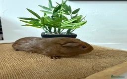 Guinea Pig rodents for sale: Pet Agouti Sow - Advert 2