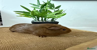 Guinea Pig rodents Pet Agouti Sow - Advert 6
