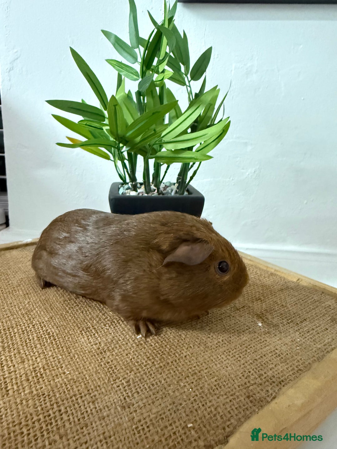 Guinea Pig rodents for sale: Pet Agouti Sow - Advert 2