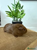 Guinea Pig rodents Pet Agouti Sow - Advert 4