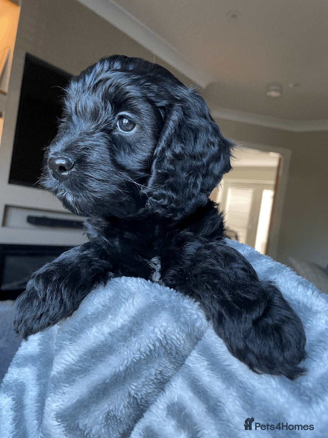 Cockapoo dogs for sale: Beautiful Thick coated Fluffy F1 Toy Cockapoo pups - Advert 33