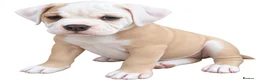 Olde English Bulldogge dogs for sale: READY TO LEAVE 3 old English bulldog  - Advert 5