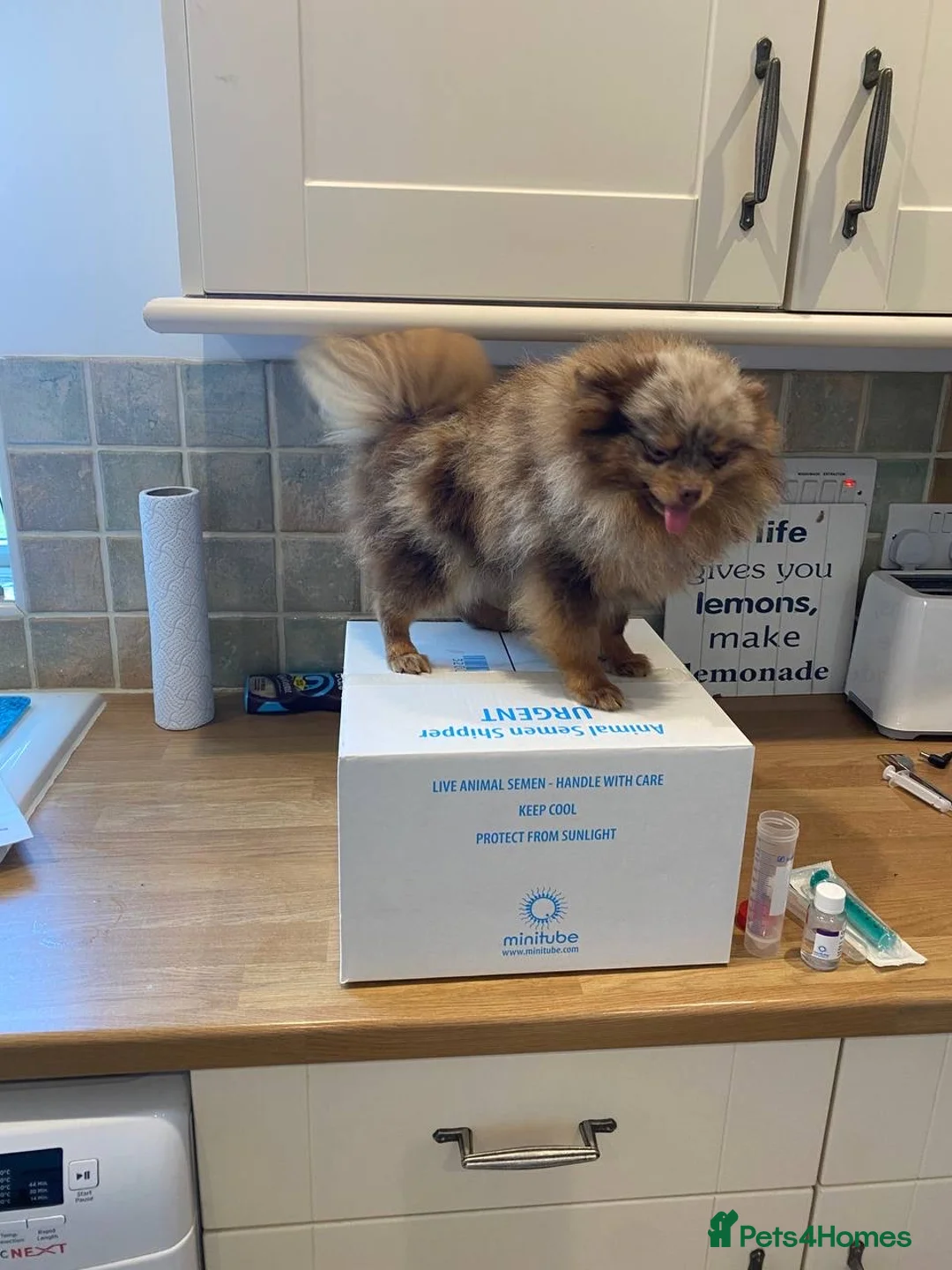 Pomeranian dogs for stud: STUD Chocolate and Tan Merle Blue Eyes Puppy Size in Guildford - Advert 2