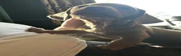 Dachshund dogs for sale: 2 Beautiful Isabella twin Dachshunds  - Advert 6