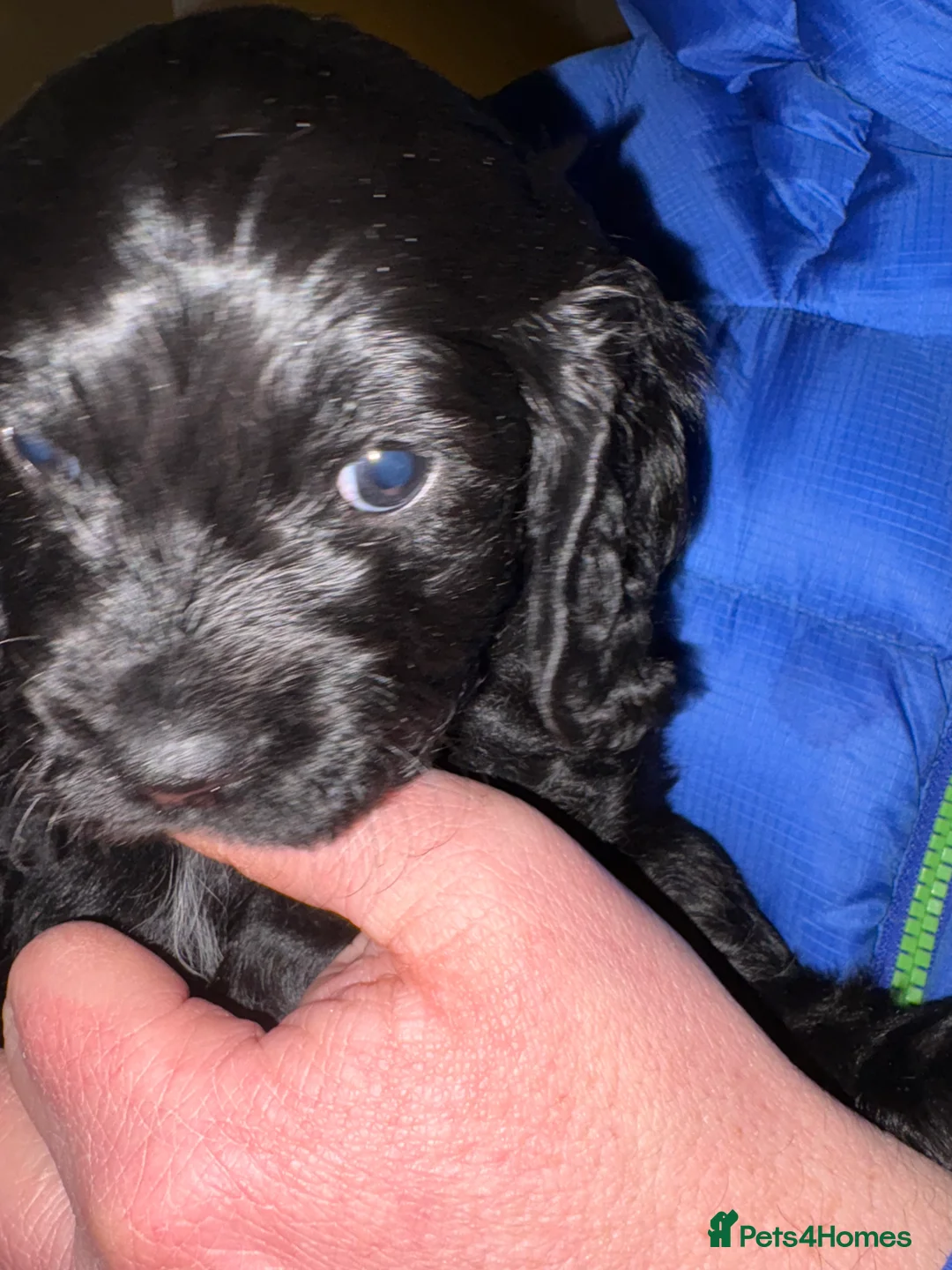 Mixed Breed dogs for sale: Beautiful Cavapoo puppies  - Advert 30