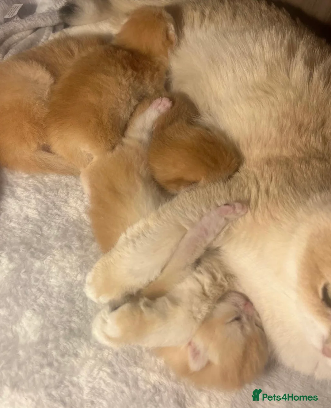 British Shorthair cats for sale: 🏆 Ny12 Golden British Shorthairs 🏆 - Advert 25