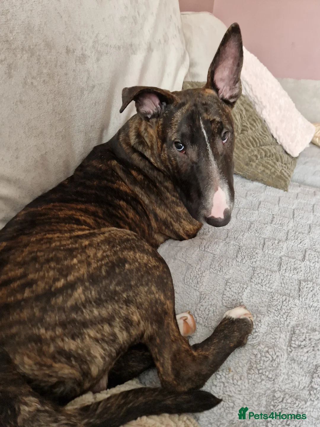 English Bull Terrier dogs for sale: Gorgeous george - Advert 7