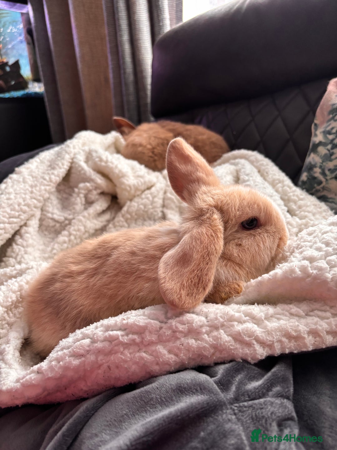 Mini Lop rabbits for sale: purebred Mini Lops  - Advert 9