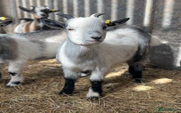 Goats livestock for sale: Hilarious friendly baby Pygmy kids for sale  - Image 7