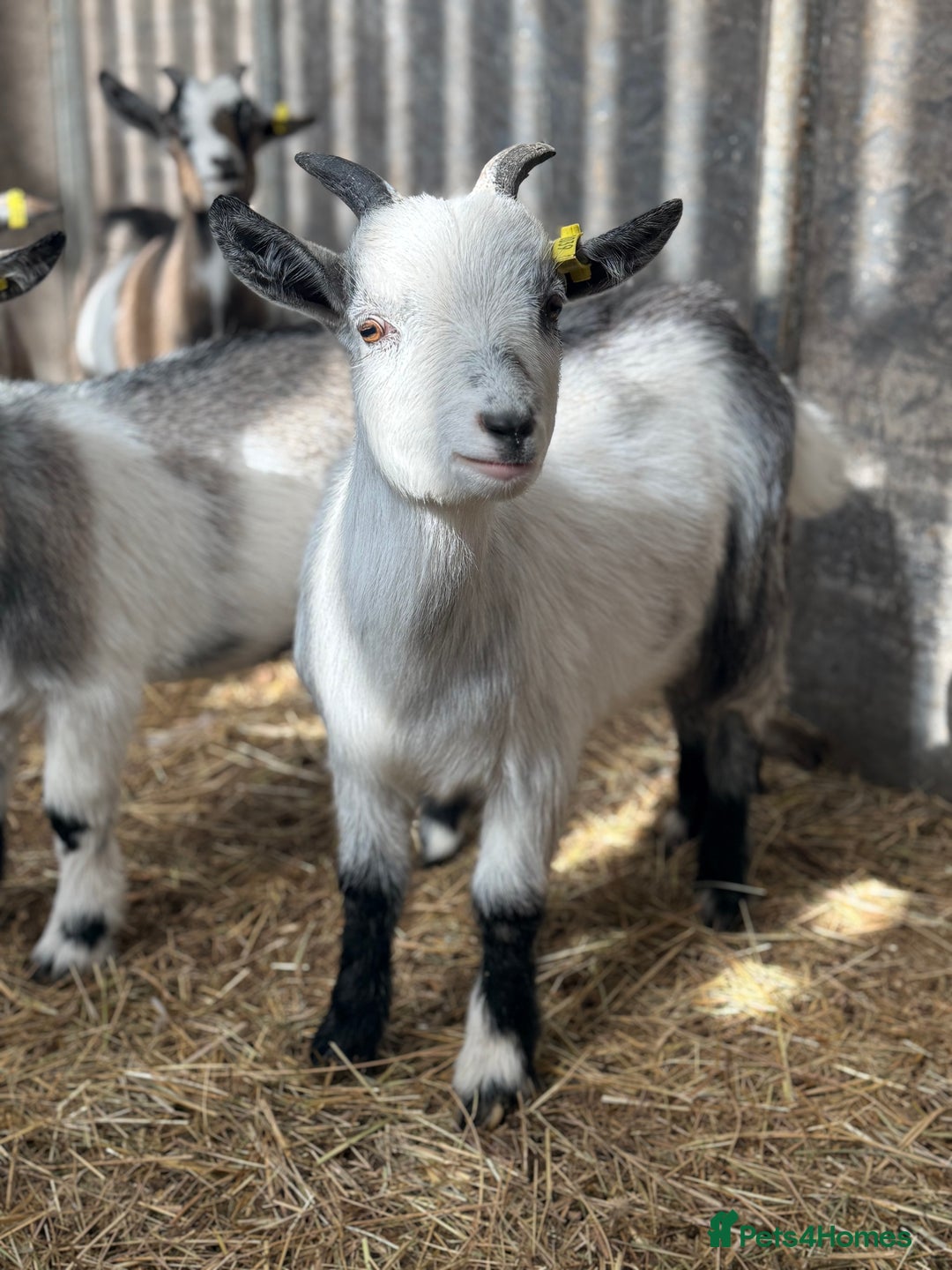 Goats livestock for sale: Hilarious friendly baby Pygmy kids for sale  - Image 7
