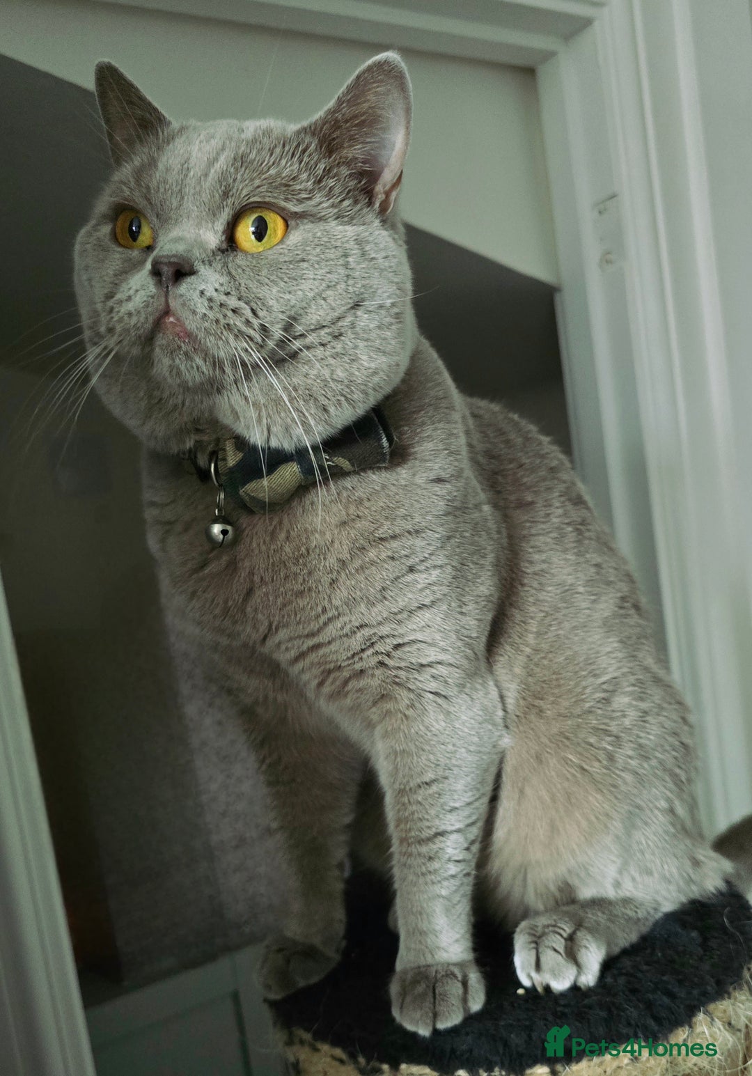 British Shorthair cats for sale: GCCF registered ACTIVE STUD british short hair - Advert 3