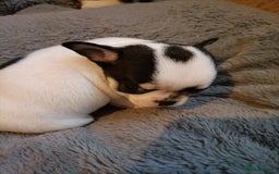 Chihuahua dogs for sale: KC Chihuahua puppies  - Image 10