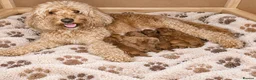 Cavapoo dogs for sale: 8 gorgeous F2B Toy cavapoo puppies. 4 boys 4 girls in Rhyl - Advert 3